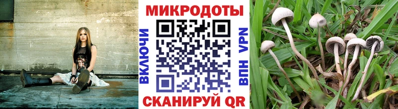 где продают   Волосово  Галлюциногенные грибы Psilocybe 